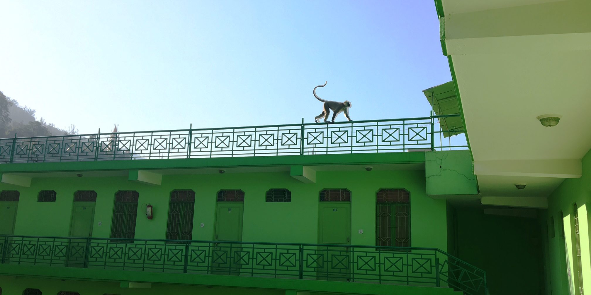 Monkey Playing on Rishikesh Yog Peeth