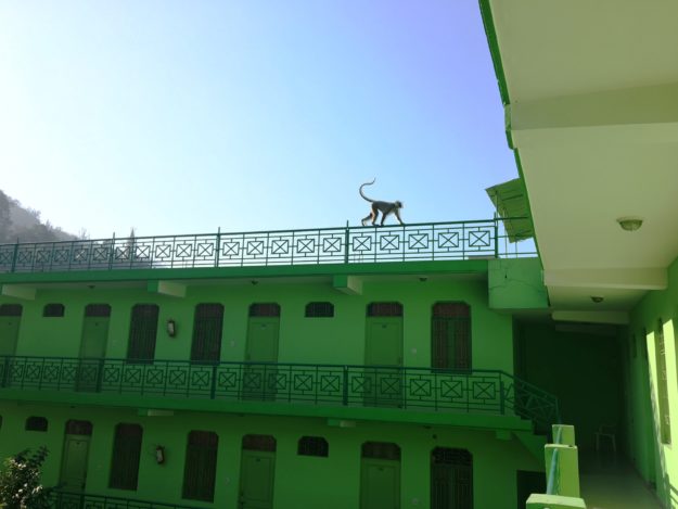 Monkey Playing on Rishikesh Yog Peeth