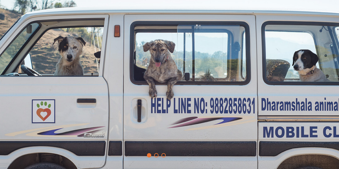 Home - Dharamsala Animal Rescue