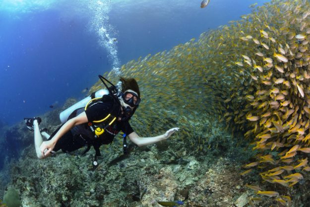 Beth playing with a school of yellow snapper fish