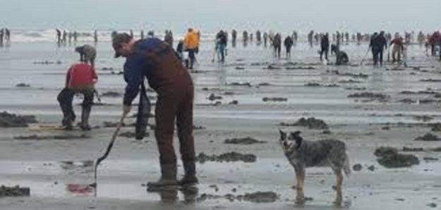 Clam digging on the Long Beach Peninsula