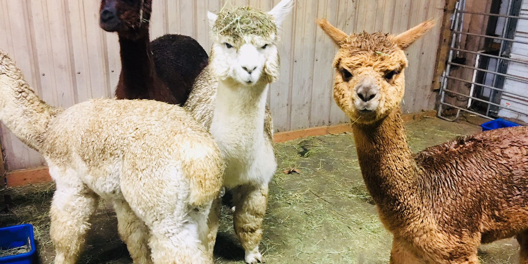 Alpacas at Whispering Songs Farm