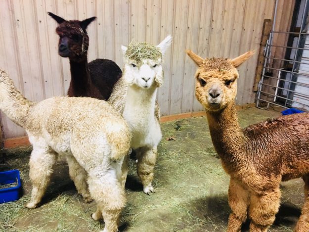 Alpacas at Whispering Songs Farm