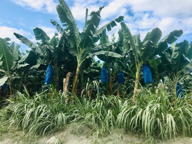 Banana plantation in Costa Rica