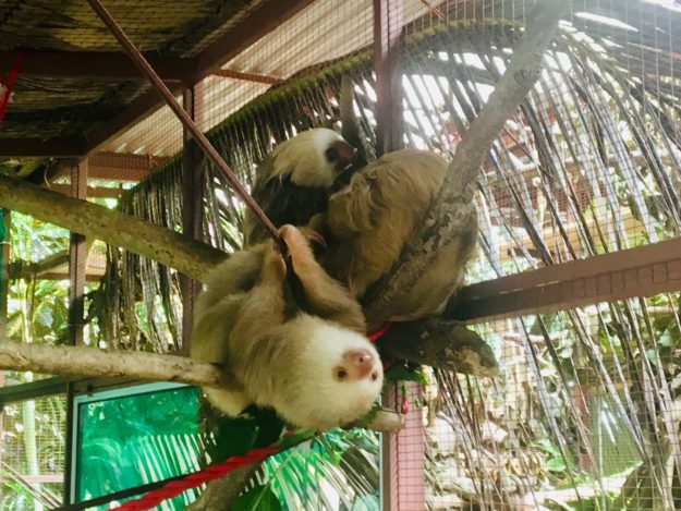 Sloths at the Jaguar Rescue Center