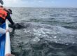 Touching a Grey Whale