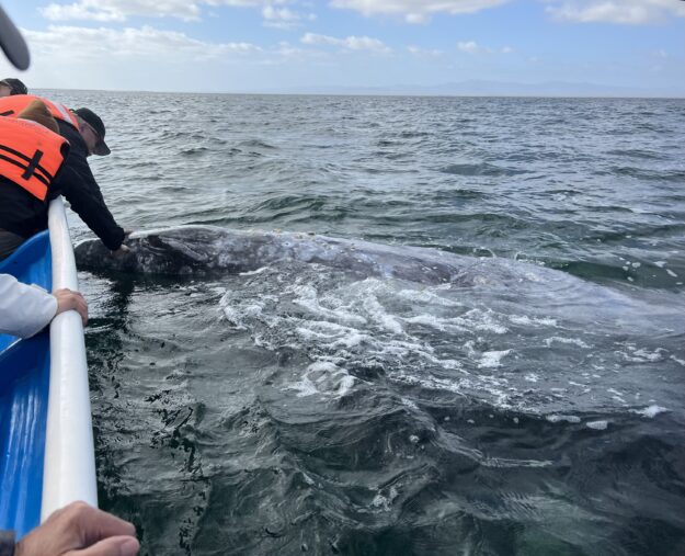Touching a Grey Whale